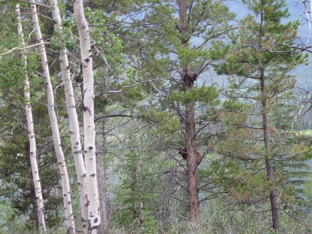 Canadian Rockies-299.JPG - Bears - Jasper Area